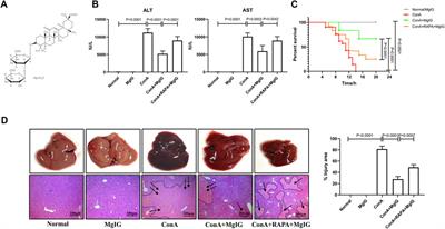 Magnesium Isoglycyrrhizinate Ameliorates Concanavalin A-Induced Liver Injury by Inhibiting Autophagy